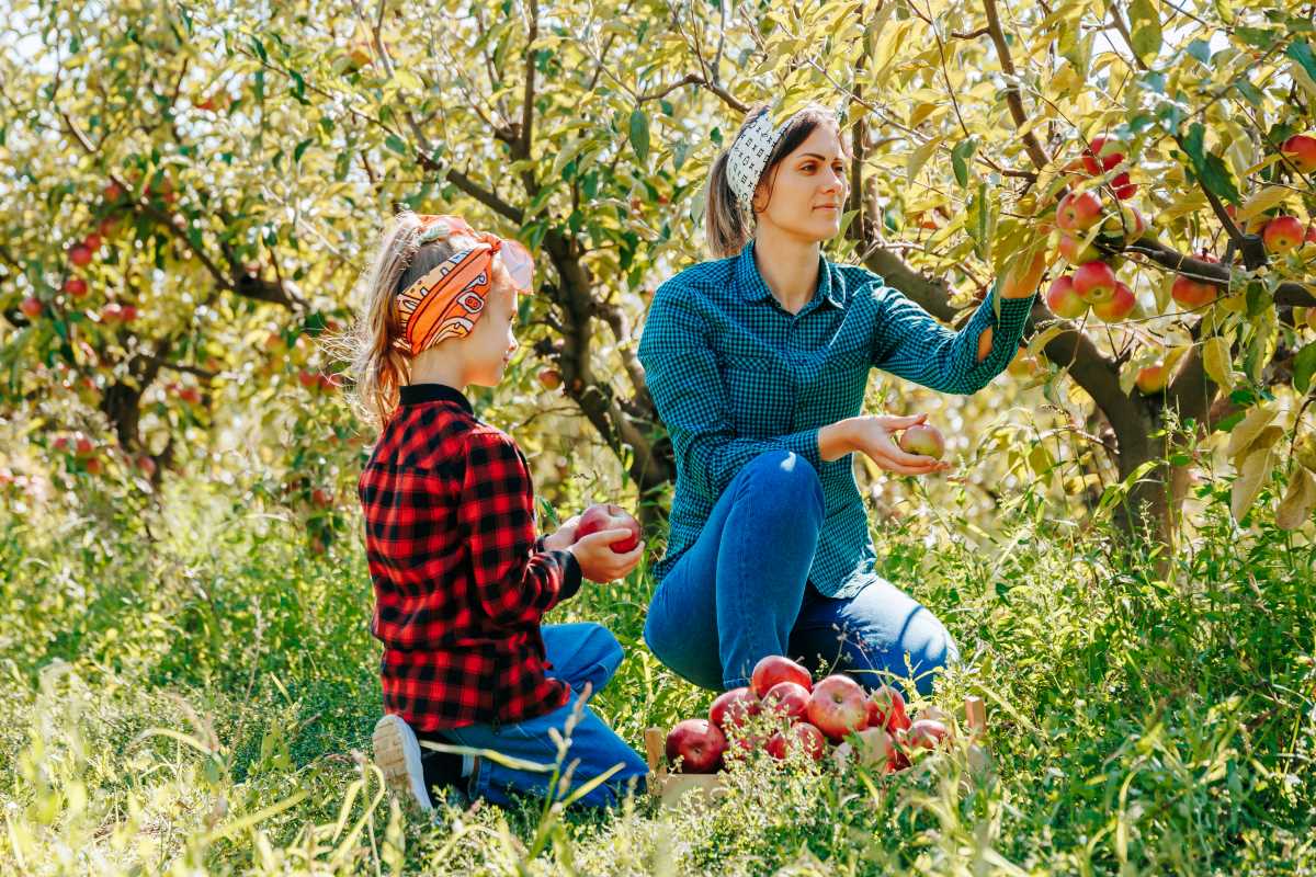 Apfel pflücken in Biberach: Wann ist es erlaubt, wann nicht?