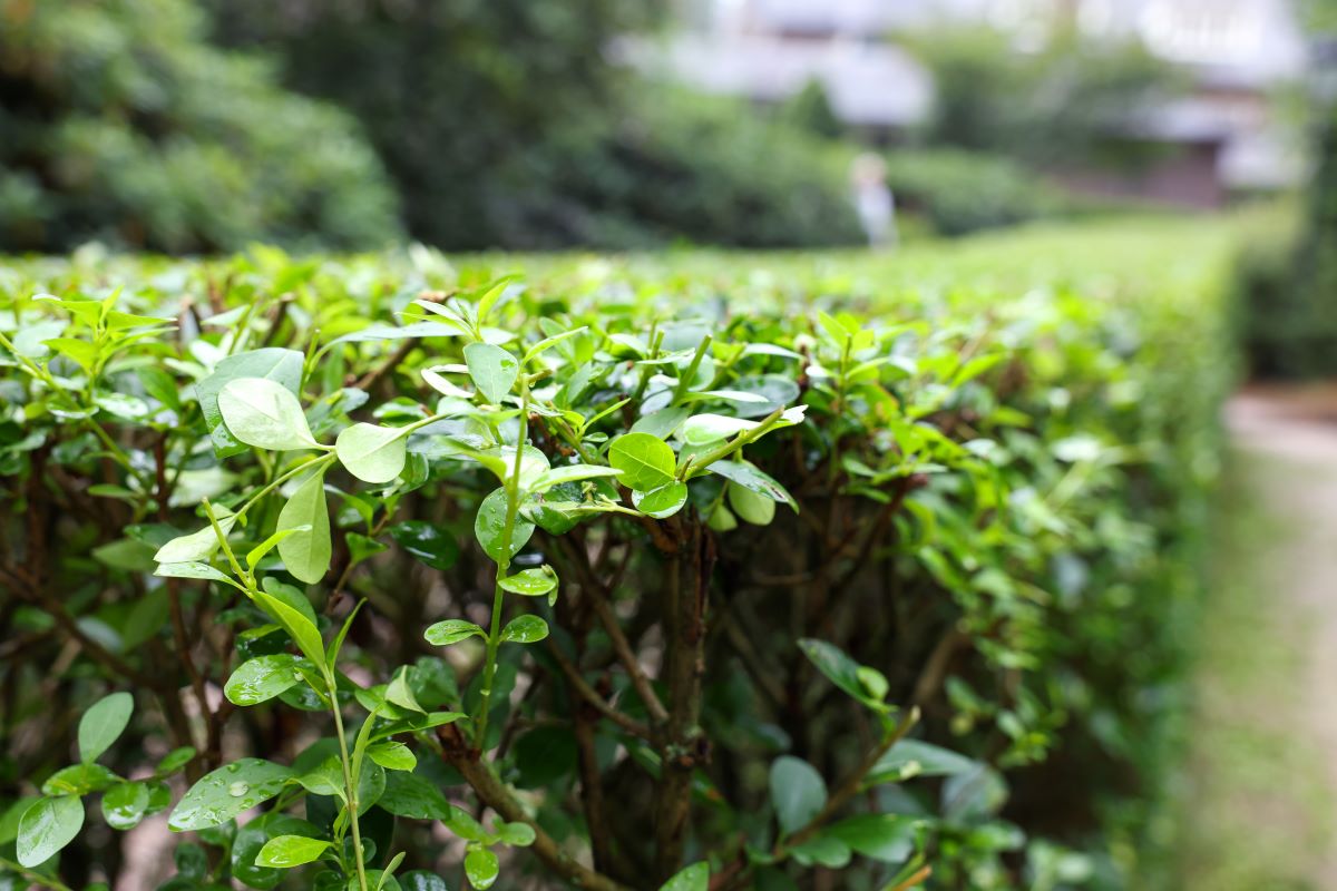 Hecke schneiden: Schonzeit und beste Jahreszeit | BNatSchG