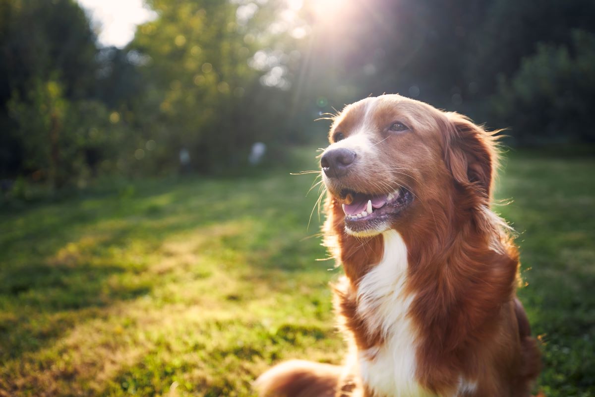 Hund vermisst Biberach — erste Schritte zur Suche