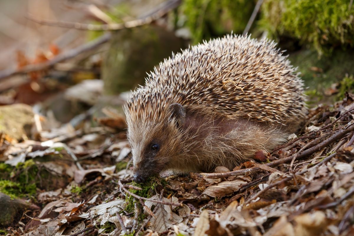Igel im Garten – Hilfe in Biberach | SEO-Leitfaden