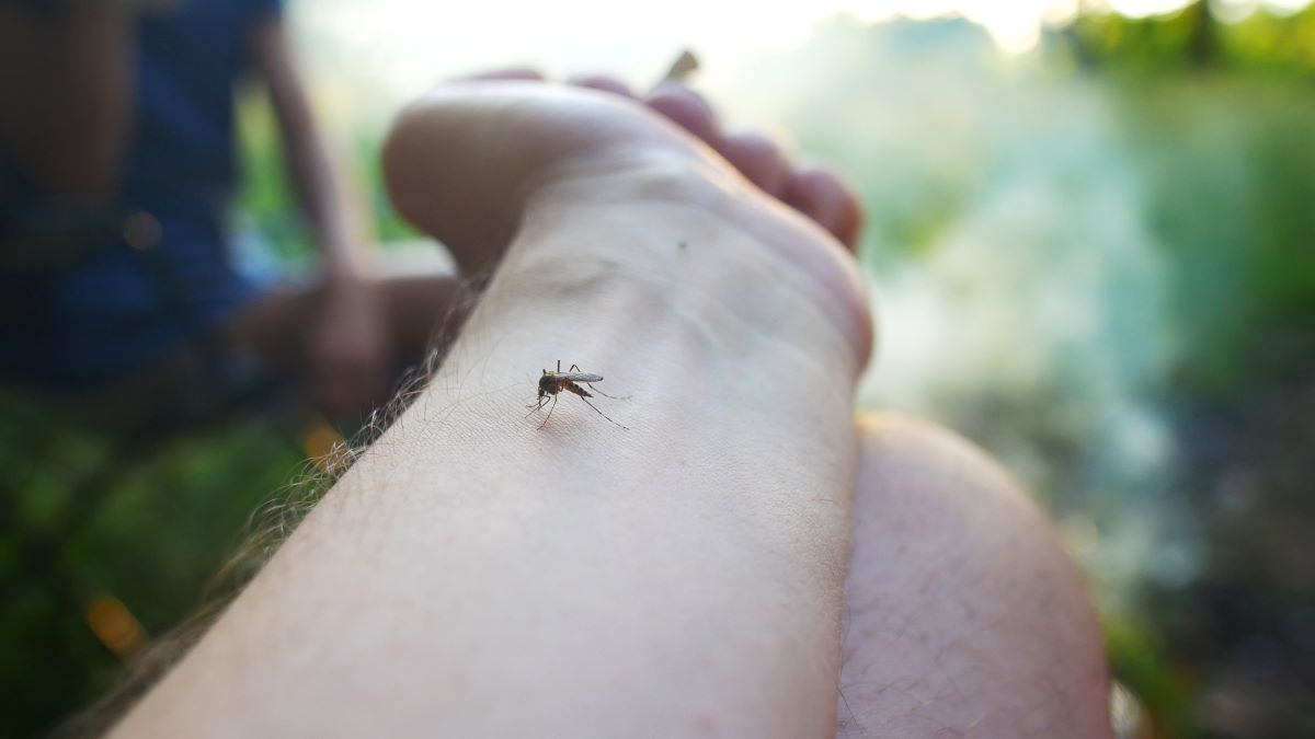 Insektenstiche in Biberach: Richtige Erste Hilfe und wirksam