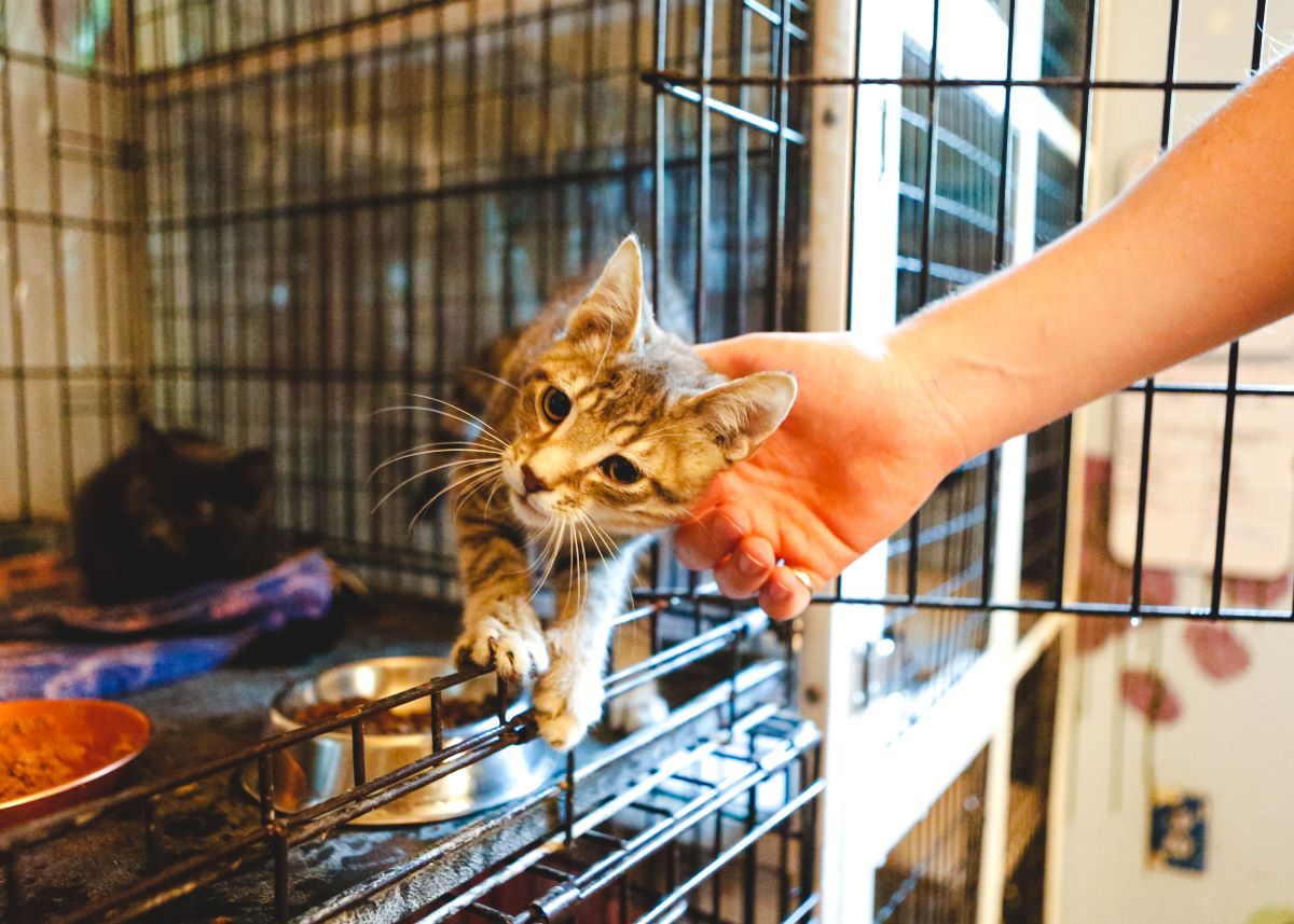 Katze mikrochippen Biberach – Warum es wichtig ist