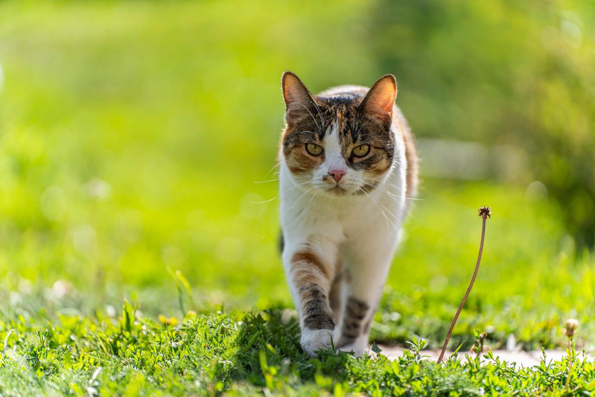 Katze freilaufend in Biberach — Rechte und Pflichten des Hal