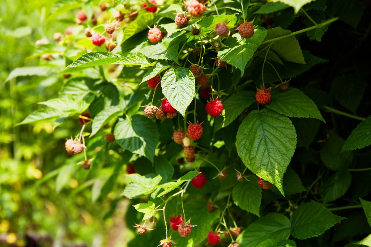 Streuobstwiese mit Hecke einfrieden in Biberach — was ist er