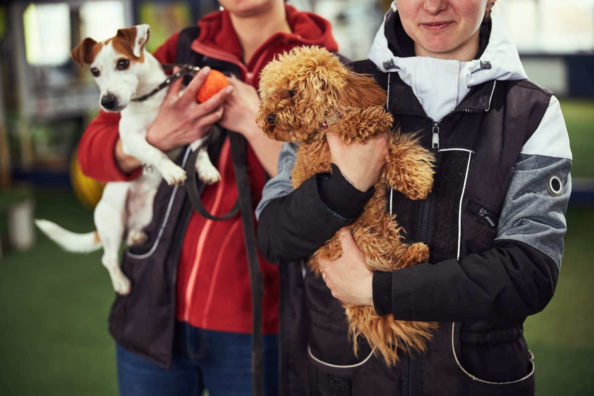 Tierheim-Adoption in Biberach – Warum Adoptieren die bessere Wahl ist