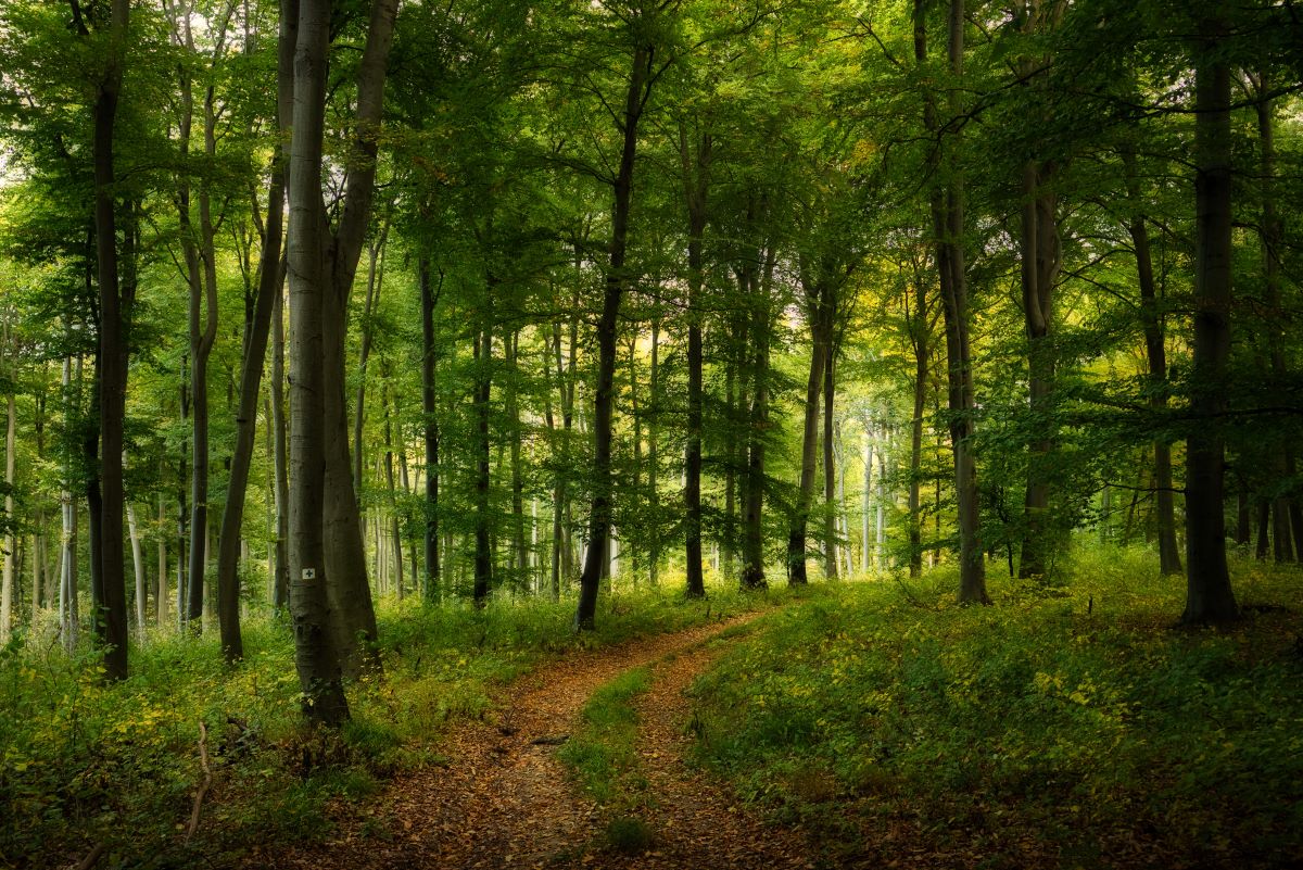 Wald-Ausflug mit Kindern in Biberach — was ist erlaubt und w